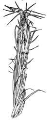 Campylopus introflexus, shoot apex detail, dry. Drawn from J.E. Beever 57–53, CHR 461823.
 Image: R.C. Wagstaff © Landcare Research 2018 